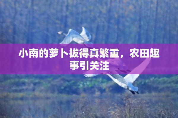 小南的萝卜拔得真繁重，农田趣事引关注