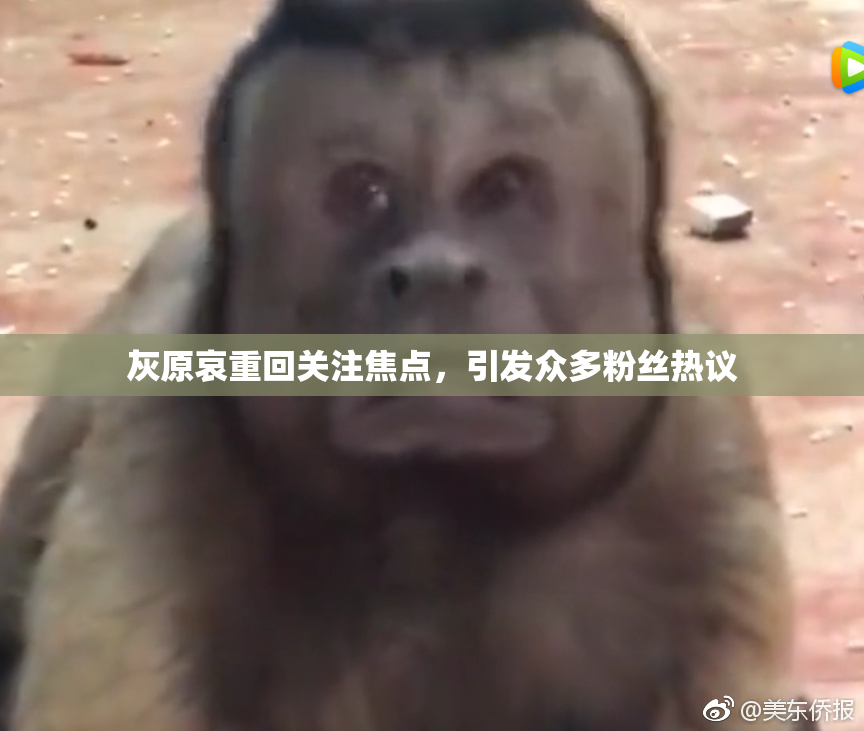 灰原哀重回关注焦点，引发众多粉丝热议