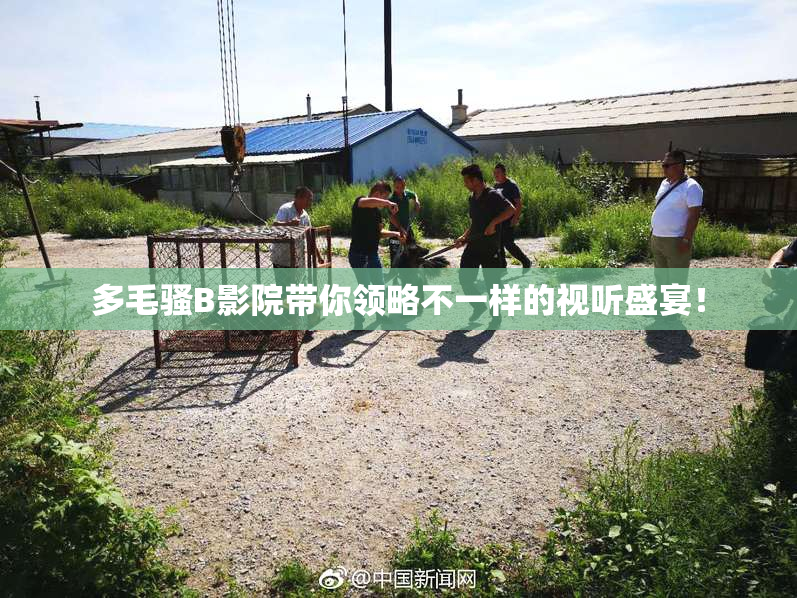 多毛骚B影院带你领略不一样的视听盛宴！