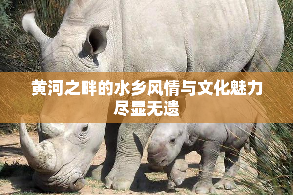 黄河之畔的水乡风情与文化魅力尽显无遗