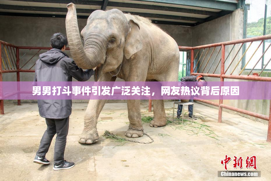 男男打斗事件引发广泛关注，网友热议背后原因