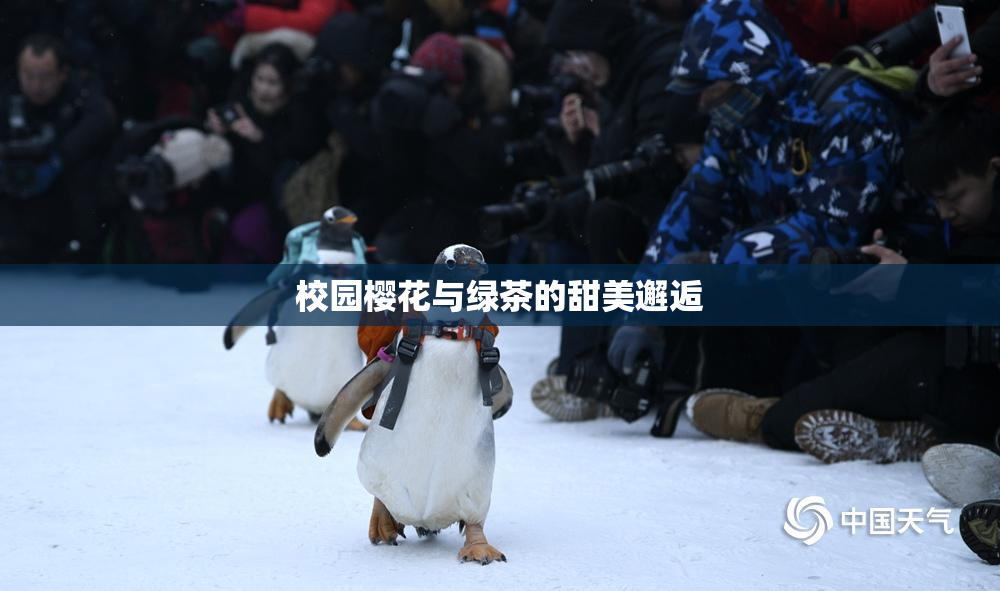 校园樱花与绿茶的甜美邂逅