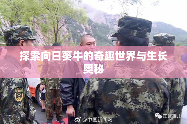 探索向日葵牛的奇趣世界与生长奥秘
