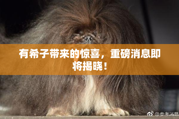 有希子带来的惊喜，重磅消息即将揭晓！