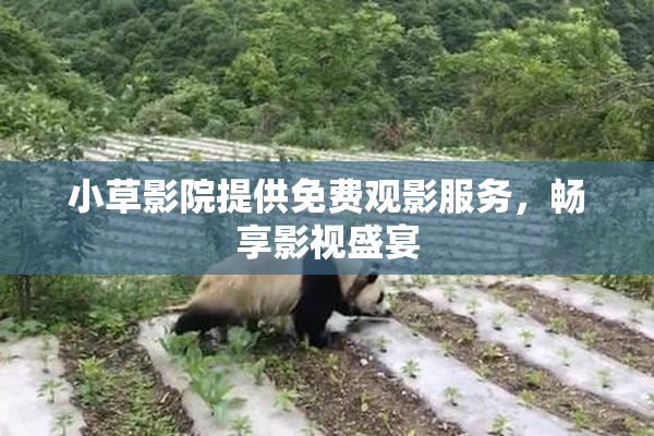小草影院提供免费观影服务，畅享影视盛宴