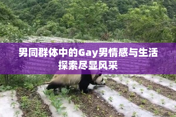男同群体中的Gay男情感与生活探索尽显风采