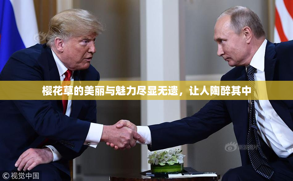 樱花草的美丽与魅力尽显无遗，让人陶醉其中