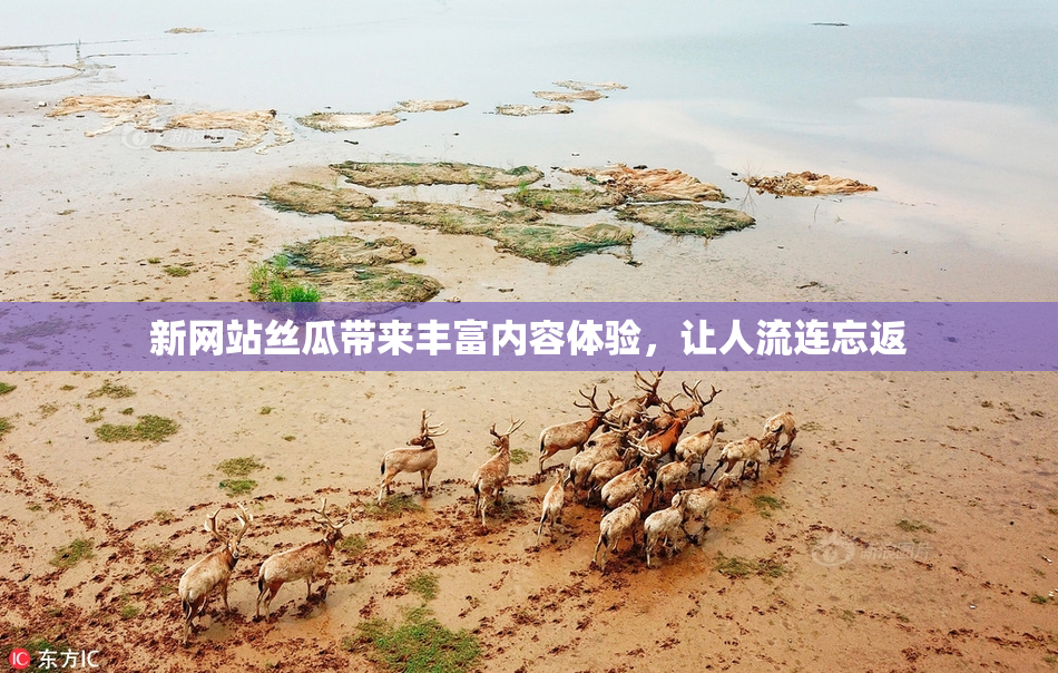 新网站丝瓜带来丰富内容体验，让人流连忘返