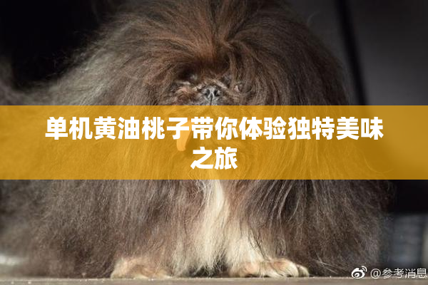 单机黄油桃子带你体验独特美味之旅