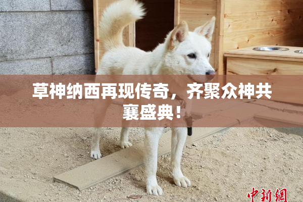 草神纳西再现传奇，齐聚众神共襄盛典！