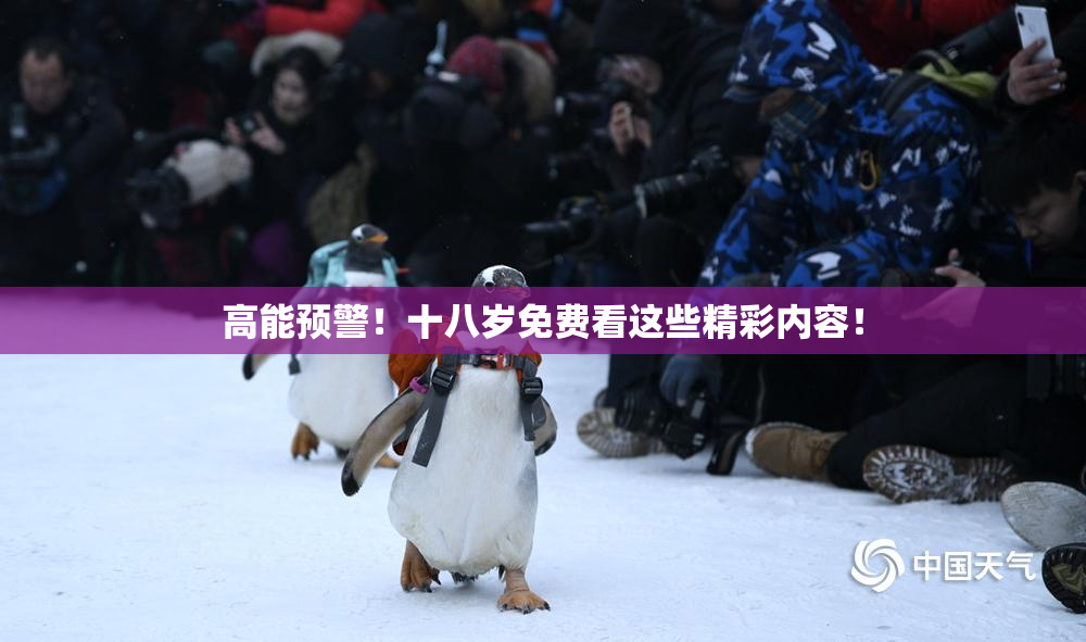 高能预警！十八岁免费看这些精彩内容！