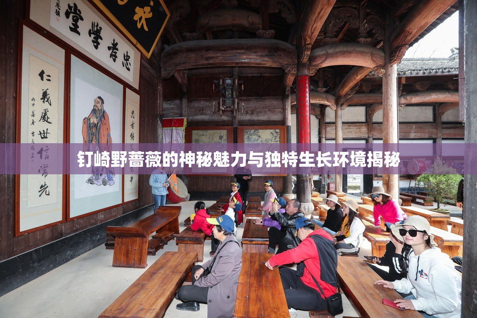 钉崎野蔷薇的神秘魅力与独特生长环境揭秘