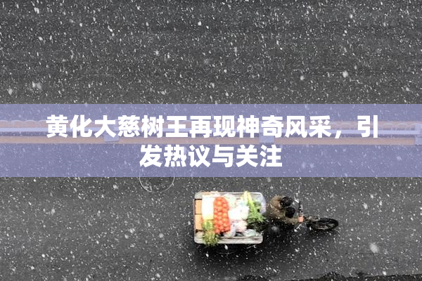 黄化大慈树王再现神奇风采，引发热议与关注