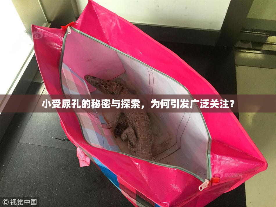 小受尿孔的秘密与探索，为何引发广泛关注？