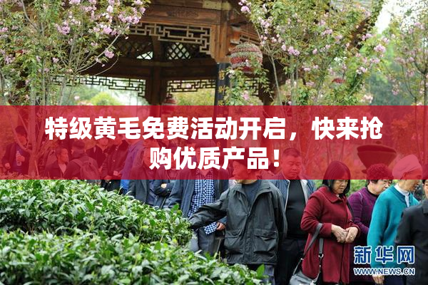 特级黄毛免费活动开启，快来抢购优质产品！