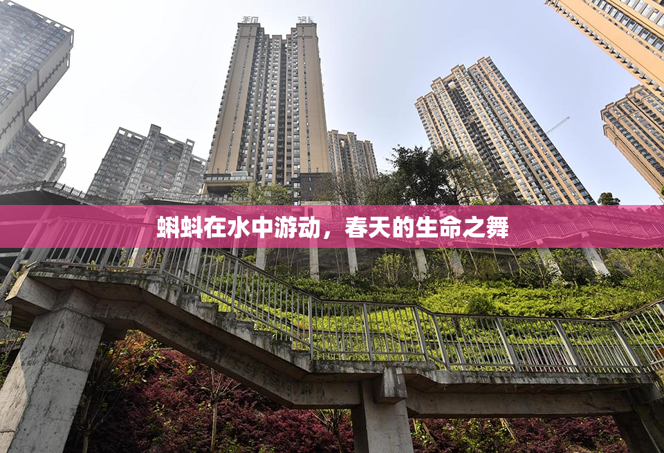 蝌蚪在水中游动，春天的生命之舞
