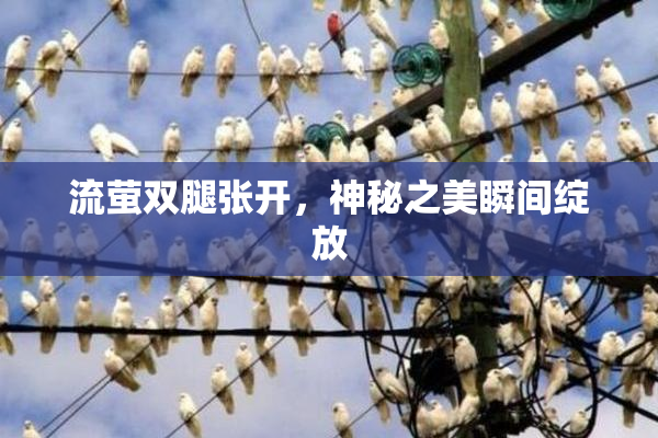 流萤双腿张开，神秘之美瞬间绽放