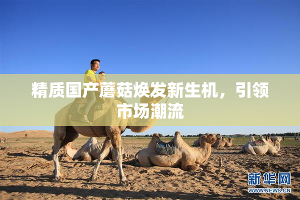 精质国产蘑菇焕发新生机，引领市场潮流