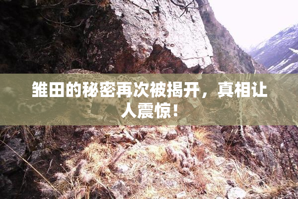 雏田的秘密再次被揭开，真相让人震惊！