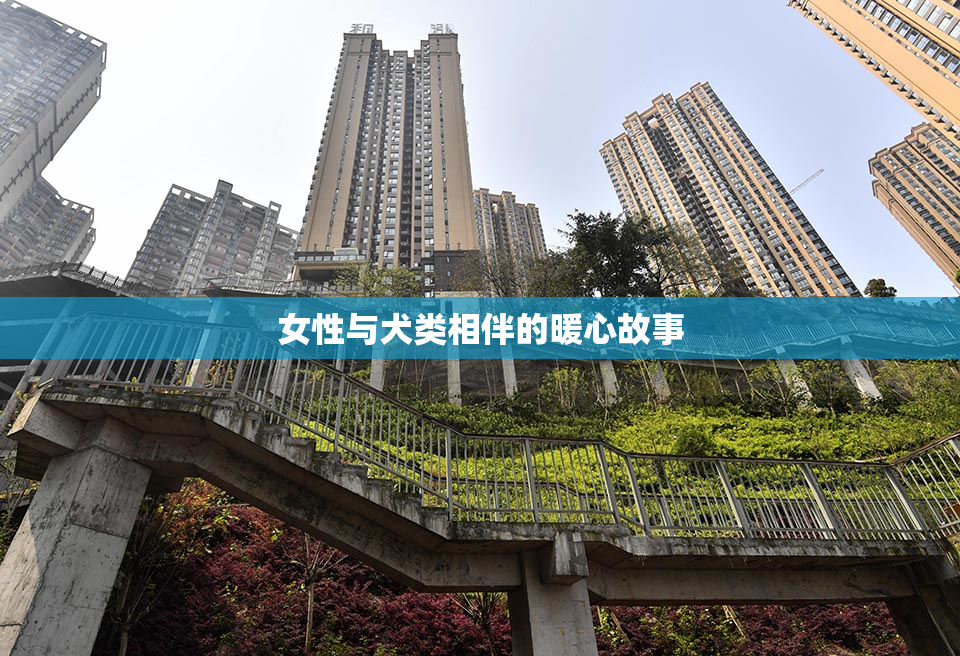 女性与犬类相伴的暖心故事
