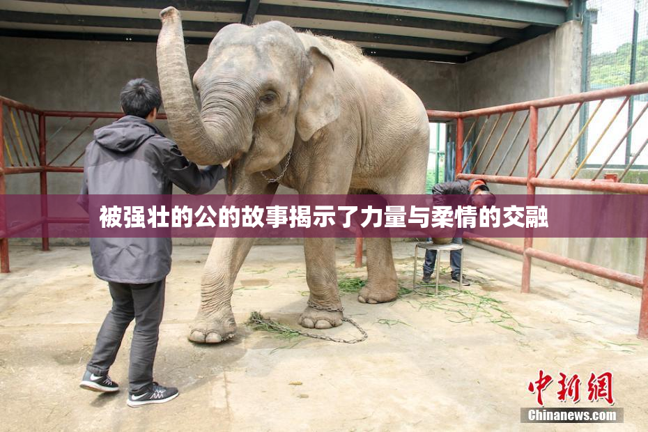 被强壮的公的故事揭示了力量与柔情的交融
