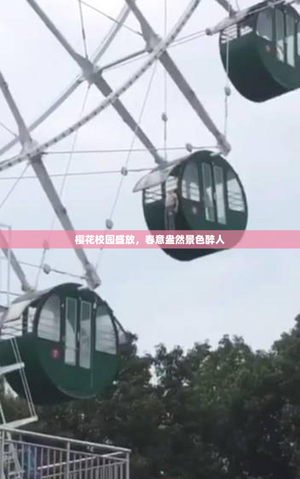 樱花校园盛放，春意盎然景色醉人