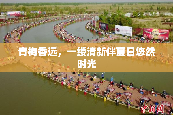 青梅香远，一缕清新伴夏日悠然时光