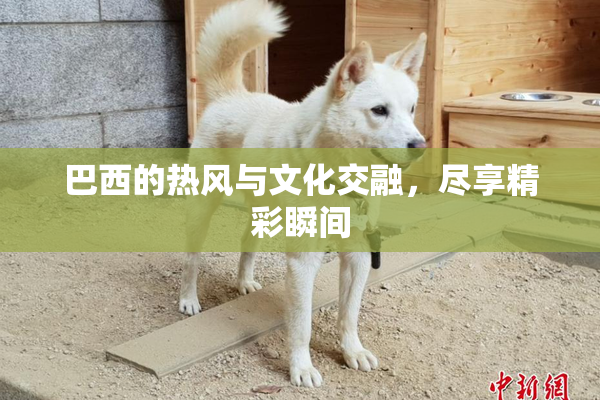 巴西的热风与文化交融，尽享精彩瞬间