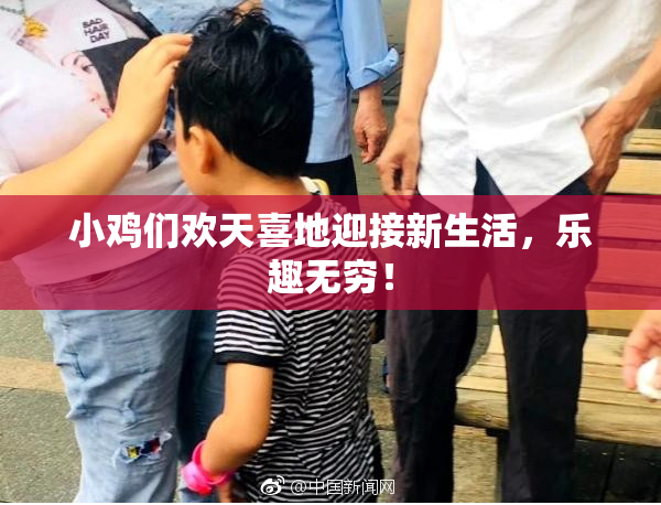 小鸡们欢天喜地迎接新生活，乐趣无穷！