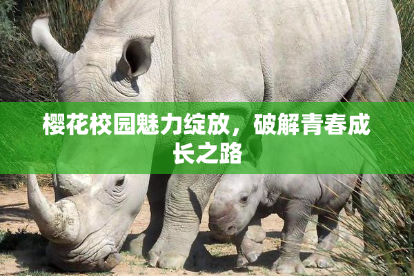 樱花校园魅力绽放，破解青春成长之路