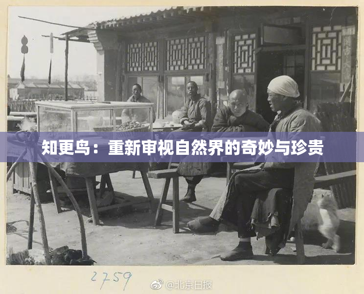 知更鸟：重新审视自然界的奇妙与珍贵