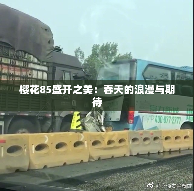 樱花85盛开之美：春天的浪漫与期待