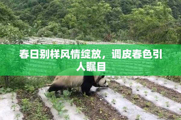 春日别样风情绽放，调皮春色引人瞩目