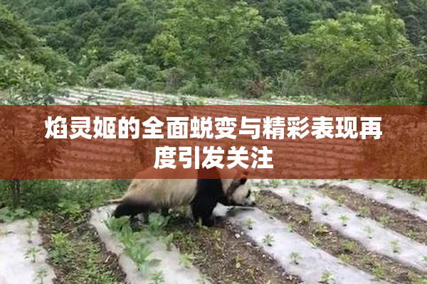 焰灵姬的全面蜕变与精彩表现再度引发关注