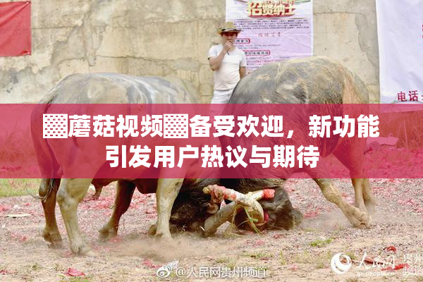 ▓蘑菇视频▓备受欢迎，新功能引发用户热议与期待