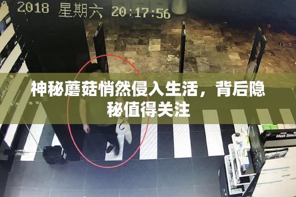 神秘蘑菇悄然侵入生活，背后隐秘值得关注