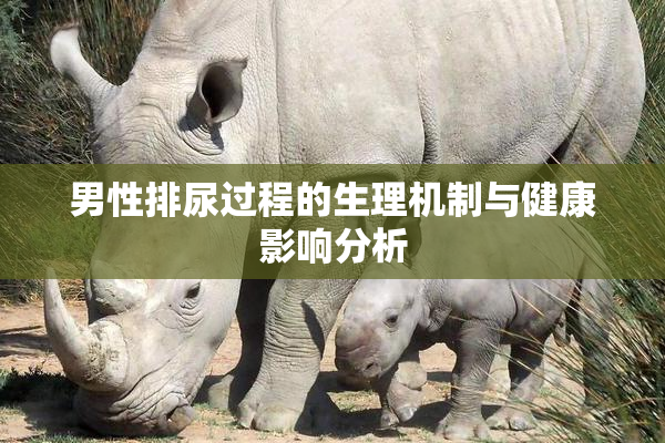 男性排尿过程的生理机制与健康影响分析