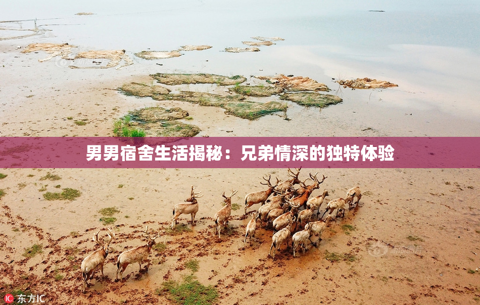 男男宿舍生活揭秘：兄弟情深的独特体验