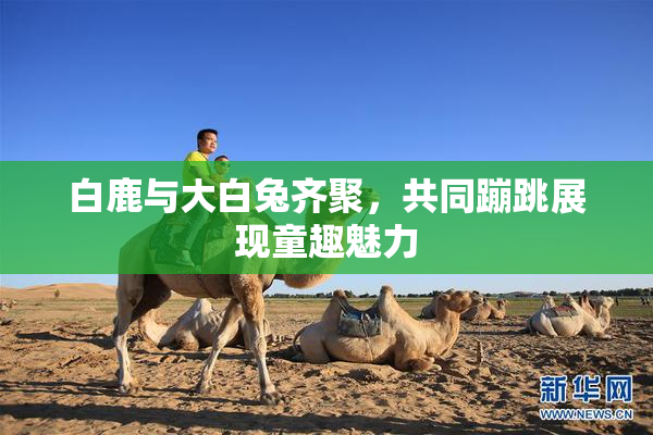 白鹿与大白兔齐聚，共同蹦跳展现童趣魅力
