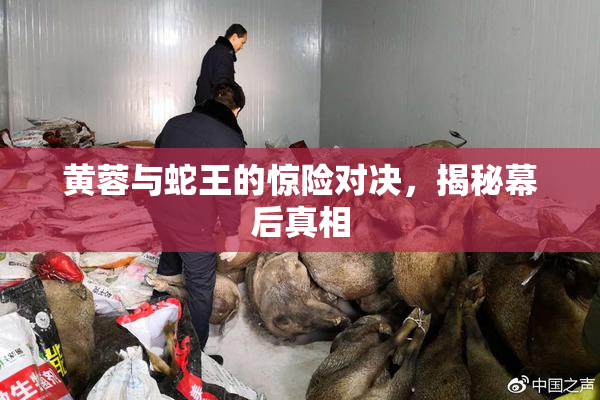 黄蓉与蛇王的惊险对决，揭秘幕后真相