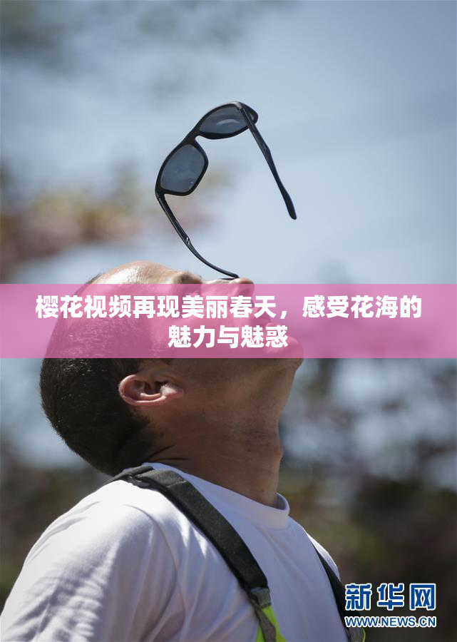 樱花视频再现美丽春天，感受花海的魅力与魅惑