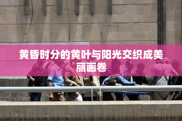 黄昏时分的黄叶与阳光交织成美丽画卷