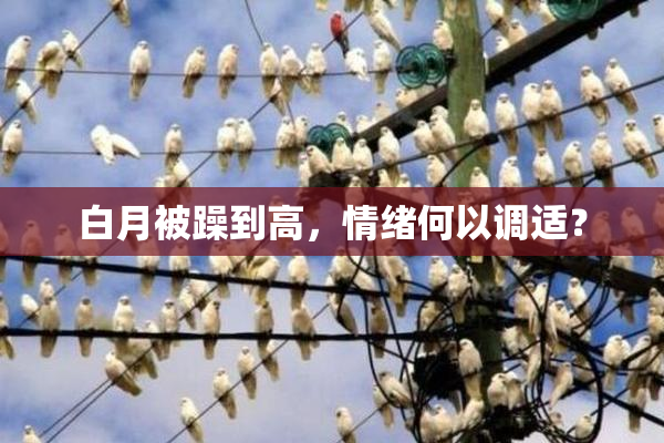 白月被躁到高，情绪何以调适？