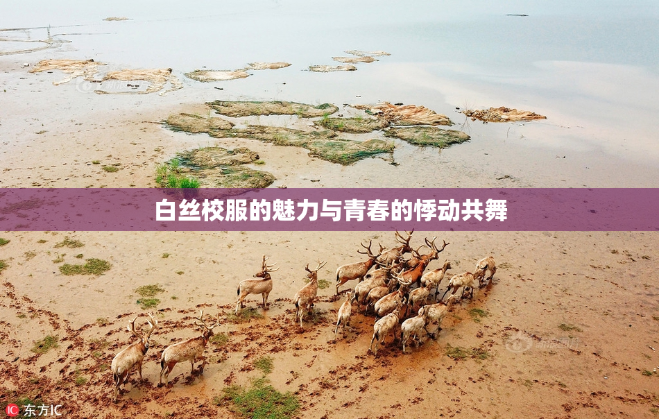 白丝校服的魅力与青春的悸动共舞