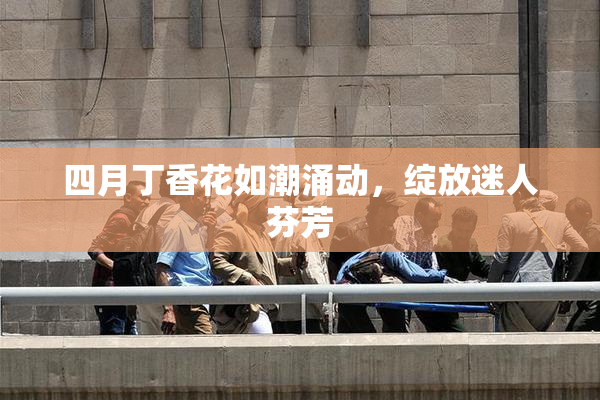 四月丁香花如潮涌动，绽放迷人芬芳