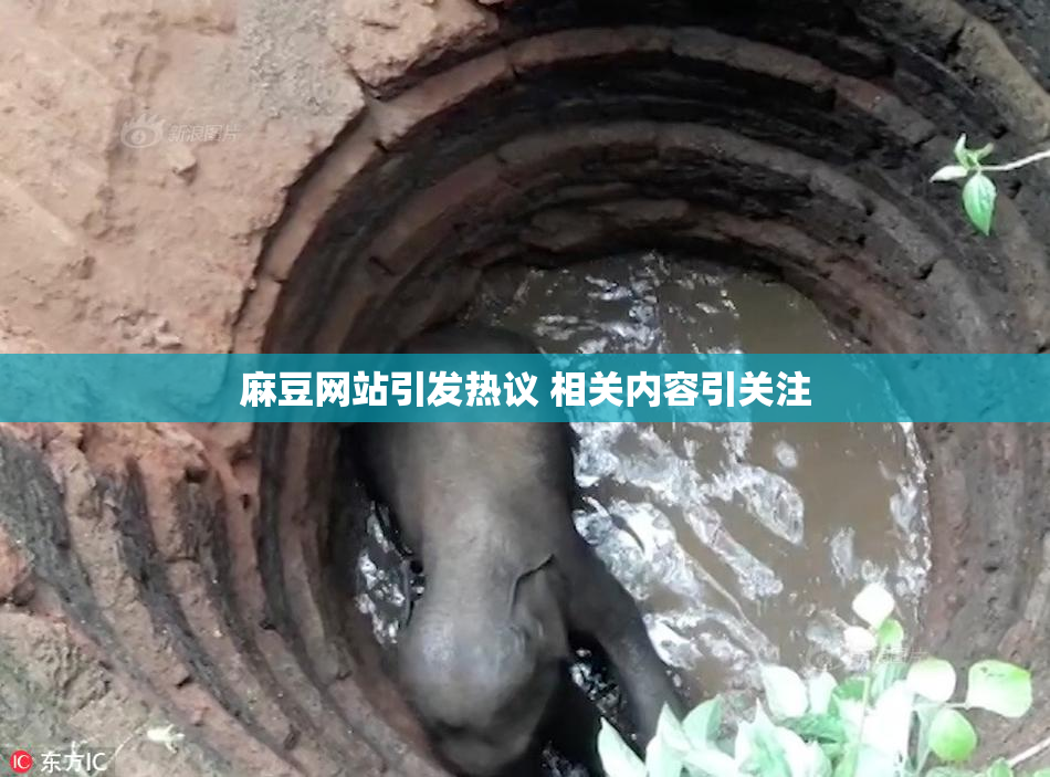 麻豆网站引发热议 相关内容引关注