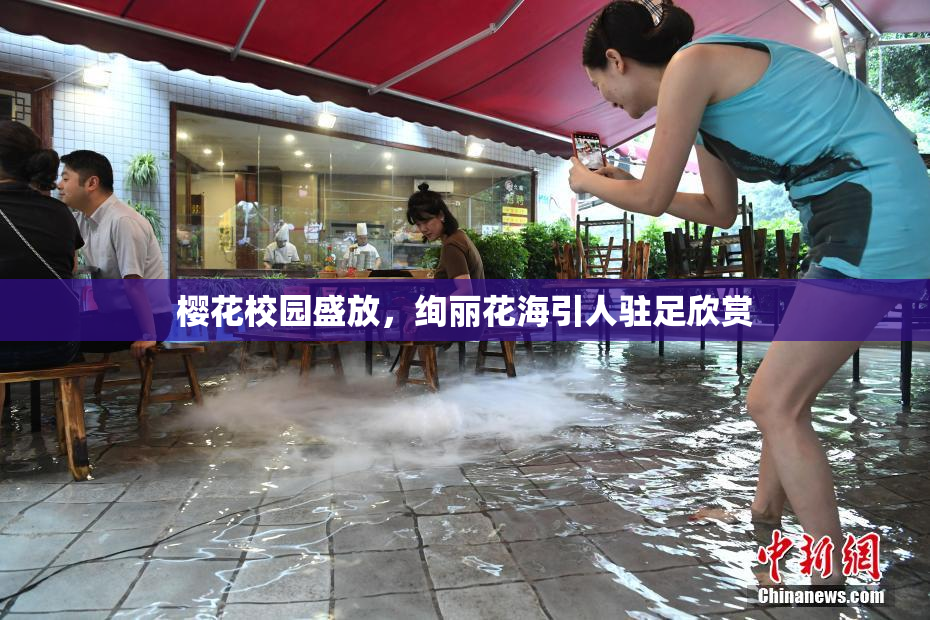 樱花校园盛放，绚丽花海引人驻足欣赏
