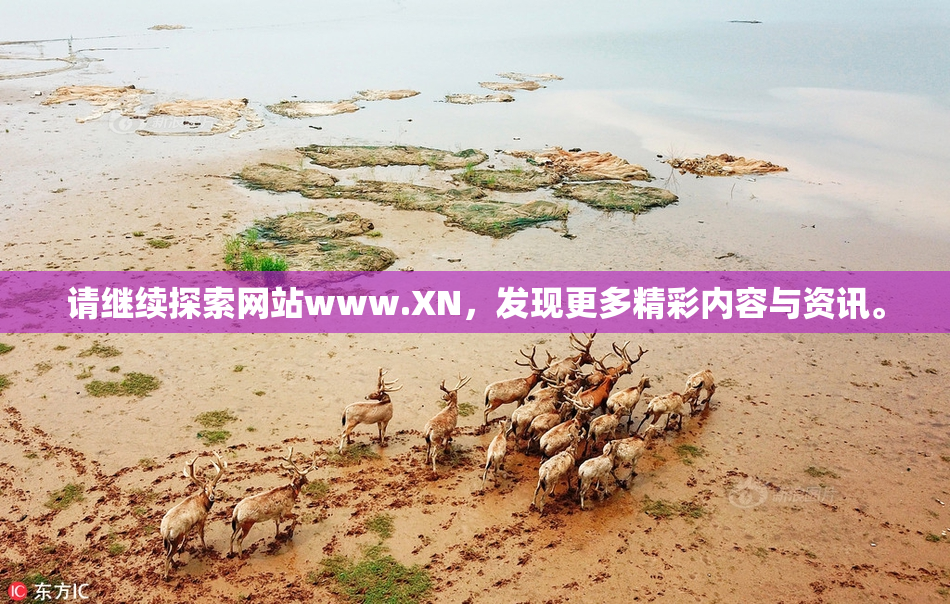 请继续探索网站www.XN，发现更多精彩内容与资讯。