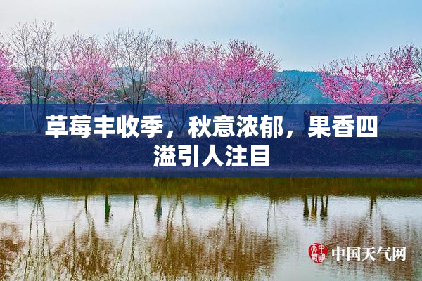 草莓丰收季，秋意浓郁，果香四溢引人注目