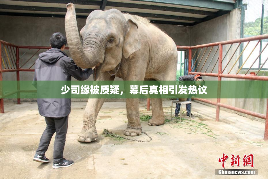 少司缘被质疑，幕后真相引发热议